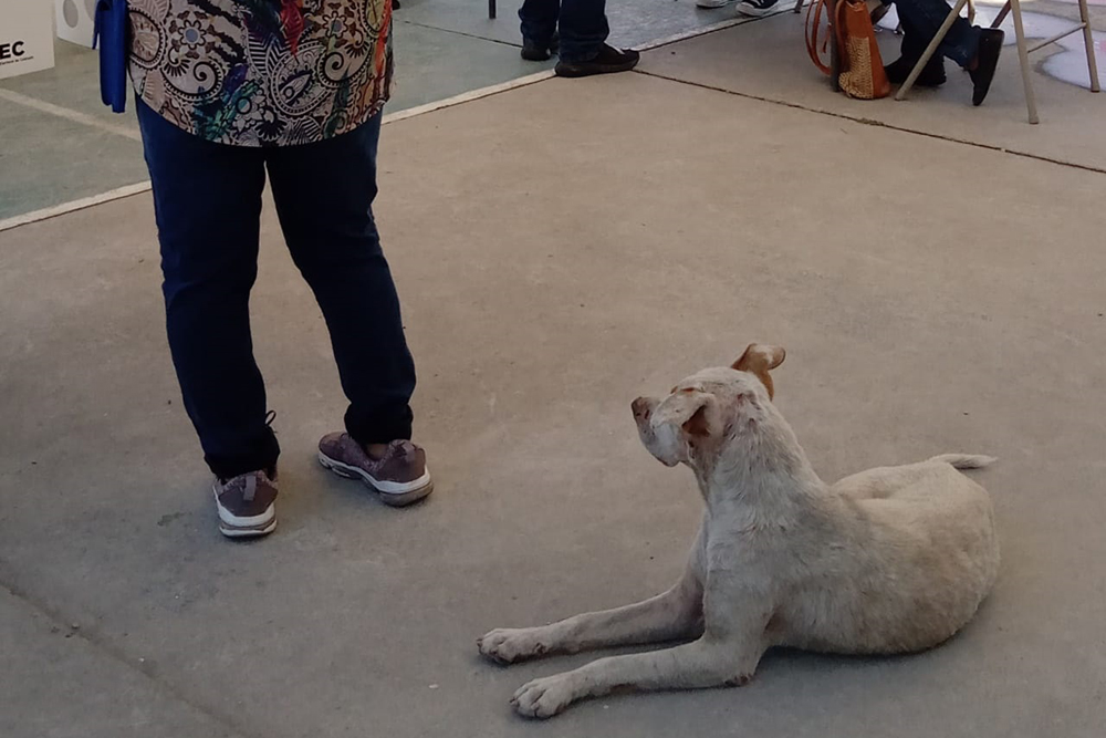 Justo en donde los ciudadanos emitían su voto en la mampara se observa como el perro parecía vigilar de forma muy estricta el voto de cada ciudadano