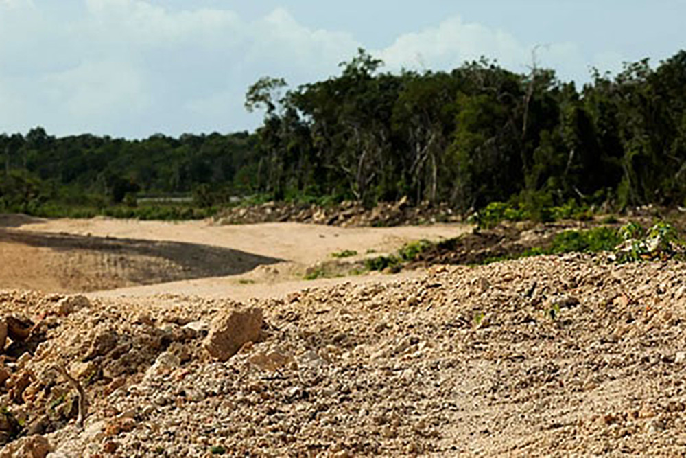 Derriban más de 10 millones de árboles para construcción del Tren Maya ...