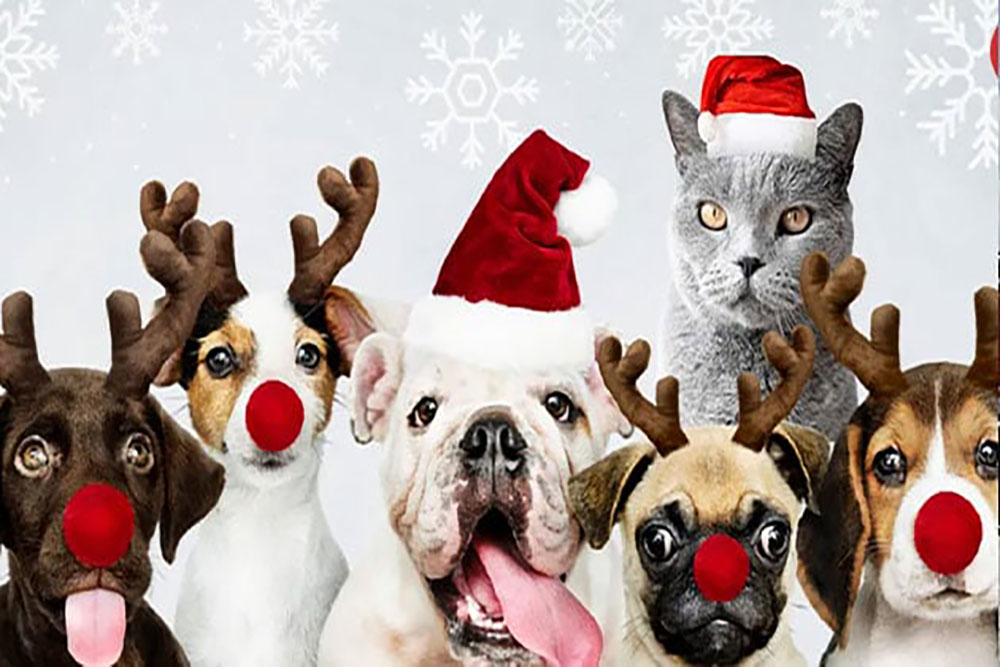 Te damos algunos consejos para cuidar el estómago de tu gatito y tu perrito estas temporadas decembrinas, ¡toma nota!