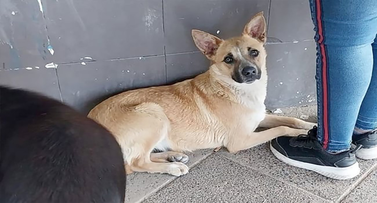 Conmovedor: adulto mayor muere atropellado por un tren, su perrito se ...