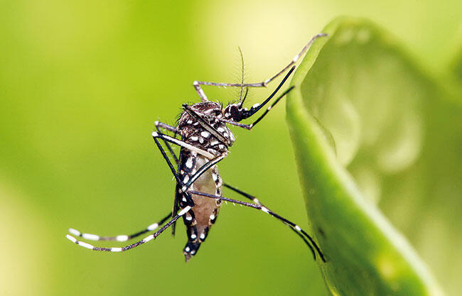 Concentran escuelas más casos de dengue