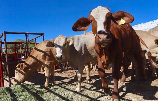 Temen robo de ganado por alta demanda de carne