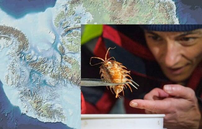 Hallan vida debajo de la Antártida, desde extrañas arañas y criaturas vivas a montañas gigantes