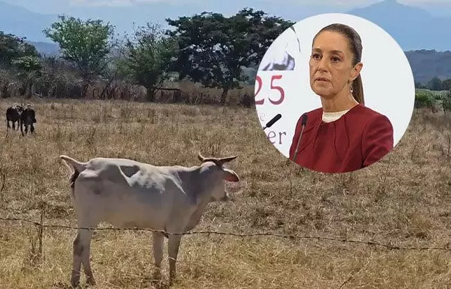 La Presidenta de México criticó la medida implementada por Estados Unidos, y adelantó que el secretario de Agricultura dará más detalles al respe