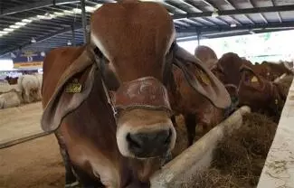 Así lo informó Brooke Rollins, Secretaria de Agricultura estadounidense, a través de un mensaje en su cuenta de X publicado este domingo