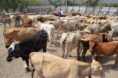 La medida, implementada por el Departamento de Agricultura de Estados Unidos, afecta la exportación de bovinos, caballos, bisontes y otros animales.