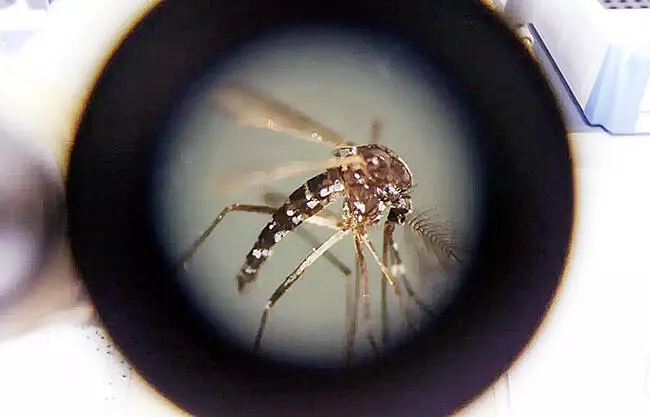En el municipio de San Buenaventura se están investigando posibles casos de dengue.