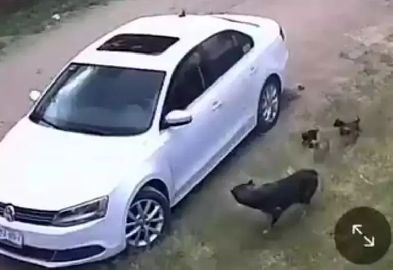 Un video muestra el momento en el que un hombre bajó de un vehículo y abandonó a una perrita junto con sus 10 cachorros, en calles del municipio de