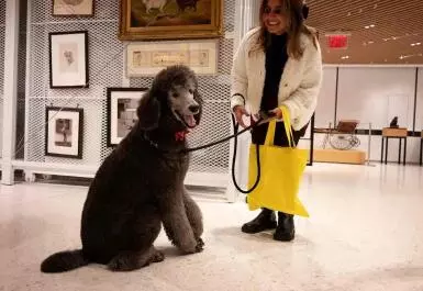 Visita el Museo del Perro en Nueva York, un espacio único que celebra la historia y arte canino.