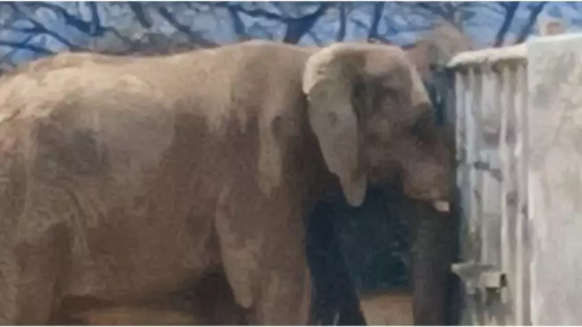 Señalan que el animal vive en soledad al interior del inmueble ubicado al norte de la República Mexicana