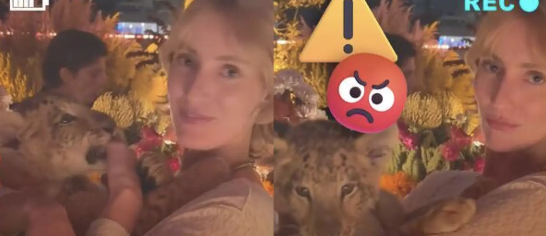 Jóvenes extranjeros se fotografiaron con un cachorro de león en plena fiesta de Polanco