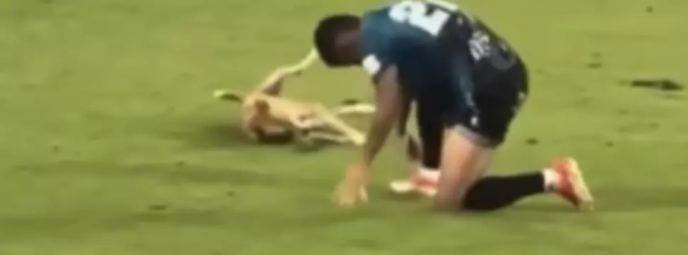 El canino se volvió viral en redes sociales por imitar la caída de un jugador durante el encuentro.