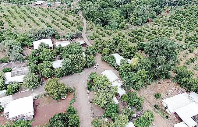 Mantienen bajo amenaza a citricultores y aguacateros de la región de Tierra Caliente