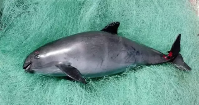 La sanción comercial costaría a México mil 500 millones de dólares anuales.