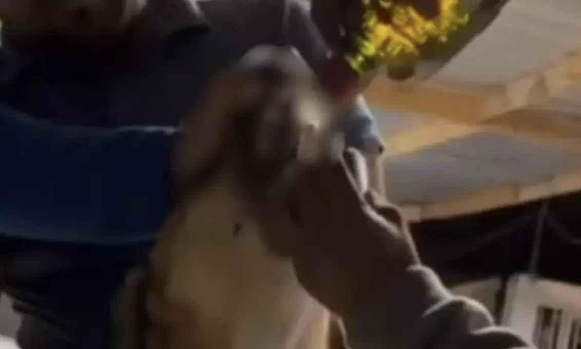 Los hombres que obligaron a un perro a beber whisky en el municipio de Aramberri serán sancionados por el Gobierno de Nuevo León.