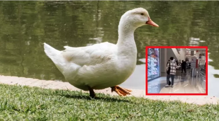 La chica fue vista en Galerías Serdán junto a su mascota, un singular pato al que llevaba con todo y su correa