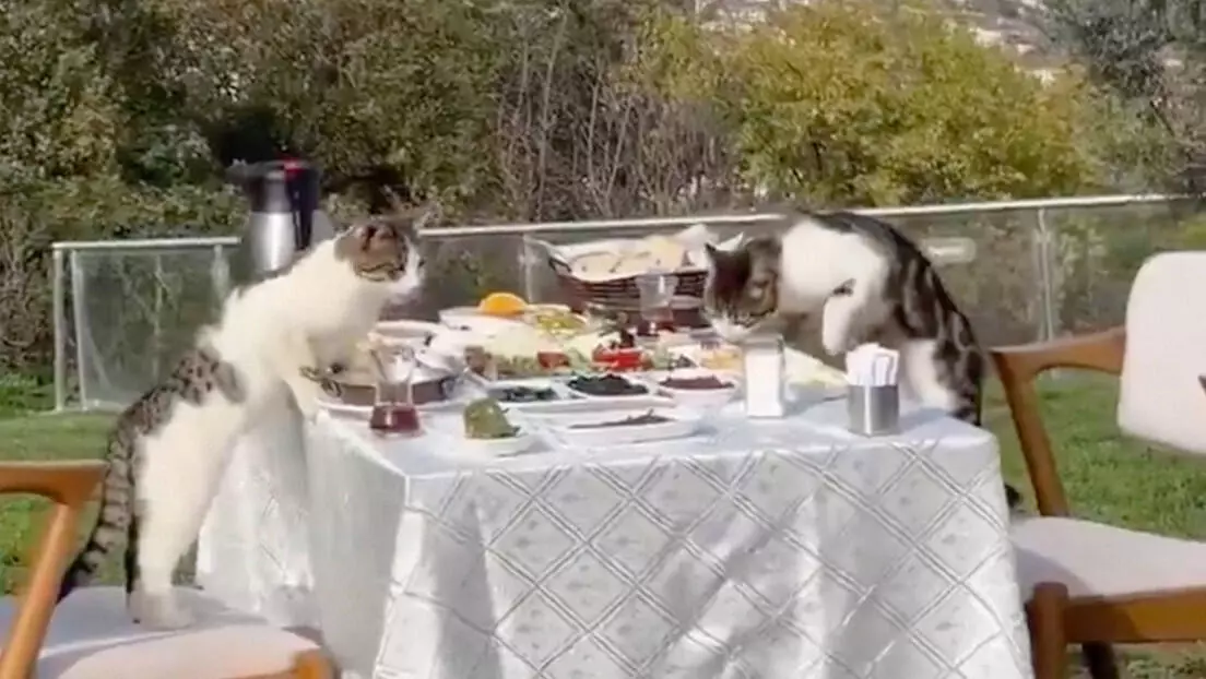 En la ciudad turca de Sakarya en el que dos gatos disfrutan tranquilamente de un desayuno frente al mar