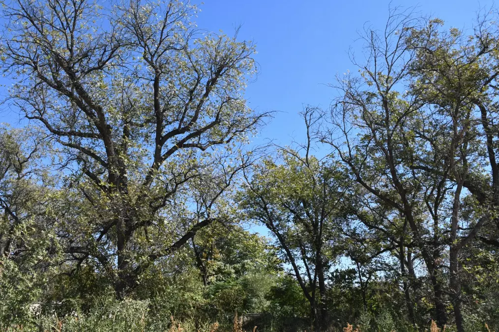 Este fenómeno ha llevado a muchos agricultores a cuestionar la viabilidad de sus cultivos