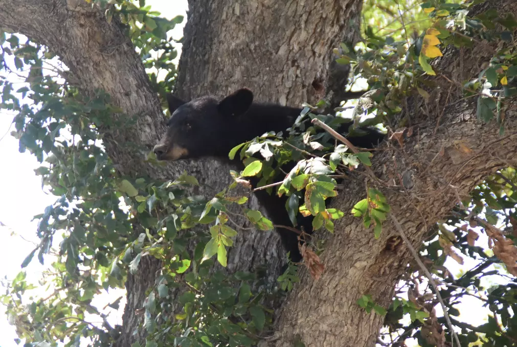Los avistamientos de dos osos en las inmediaciones de la localidad han dejado un rastro de ganado muerto