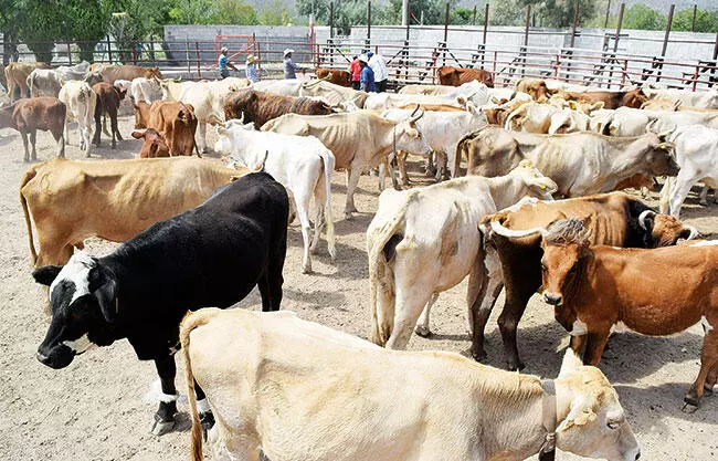 Como consecuencia del gusano barrenador, el problema se ha prolongado por un año