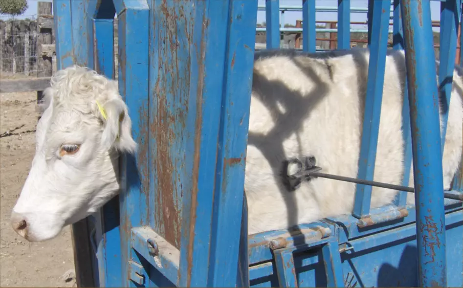 Este trámite, que actualmente es gratuito, estará disponible sin costo sólo hasta el 15 de diciembre de 2025