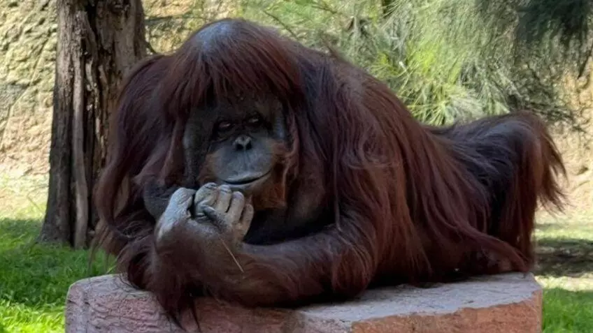 El Zoológico de la ciudad de León, en el Bajío, despidió a la orangután con un emotivo mensaje, destacando que su legado vivirá siempre en los c