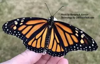 Por primera vez en la historia, 500 mariposas Monarca viajan en su migración anual con un ligero transmisor pegado a su tórax