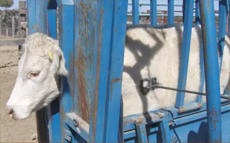 Este trámite, que actualmente es gratuito, estará disponible sin costo sólo hasta el 15 de diciembre de 2025