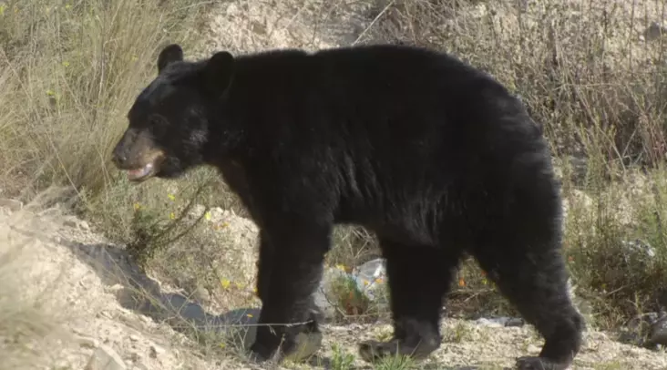 La región de Bella Coola es conocida por la presencia de estos animales. 