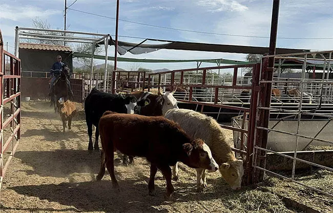 Advierten que la salida de la carne de res del Pacic incrementará por mucho sus precios y tumbará aún más el consumo nacional.