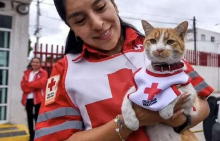 Personal de la Cruz Roja informó que el animalito habría sido víctima de un conductor imprudente que no respetó los lineamientos de tránsito. 