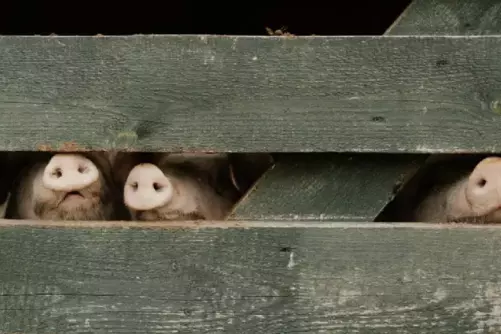 El brote de PPA en Barcelona enfrenta al sector ganadero con el Gobierno, mientras se investiga si el virus pudo escapar de un laboratorio. El sacrifi