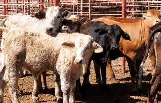 En el caso de los productores coahuilenses, las afectaciones alcanzan un valor de 50 mdd