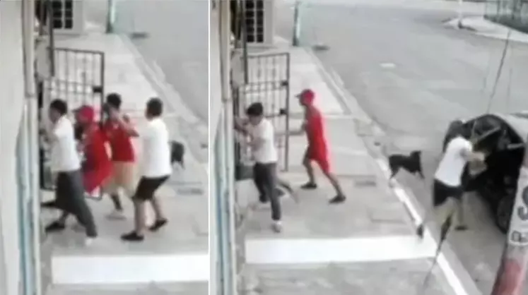 Dos perros defendieron a un anciano de cuatro delincuentes armados, logrando que huyeran en un incidente que se viralizó por su valentía y protección. 