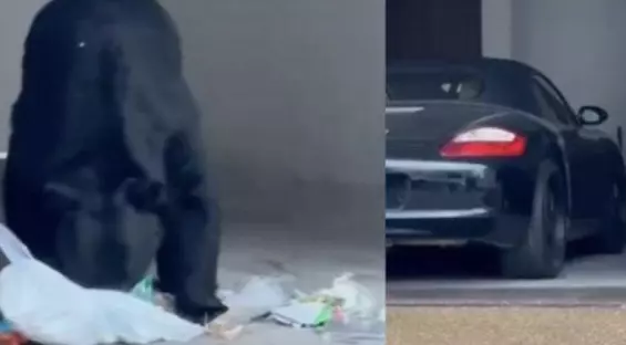 Un oso fue visto por vecinos de la colonia Colinas de la Sierra Madre en el municipio de San Pedro, Nuevo León 