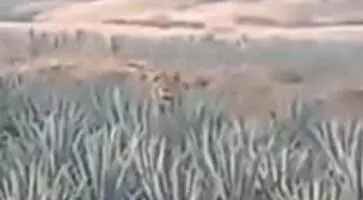 Momentos de pánico se vivieron en el municipio de Ixtlán del Río, Nayarit, luego de que trabajadores agrícolas encontraran un león suelto —presuntamente amarrado— entre plantíos de agave mientras realizaban su jornada laboral. 