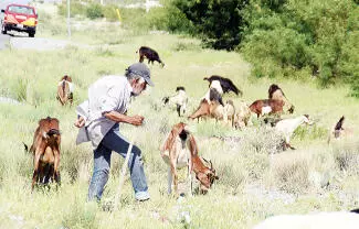 La temporada navideña ha traído consigo un notable incremento en la venta de cabritos.