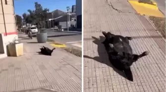 La escena, vista desde el interior del automóvil, genera de inmediato una sensación de alarma. El animal parece herido, quizá víctima de un atropellamiento