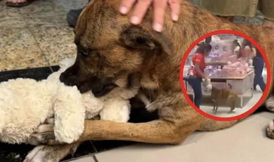 La historia sigue sumando millones de reproducciones y comentarios de personas que piden que, tras este gesto, alguien se anime a adoptar al perrito