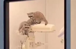 El ISSSTE atribuyó el desplazamiento de los mapaches a la instalación reciente de una feria con atracciones mecánicas en un predio cercano al hospi