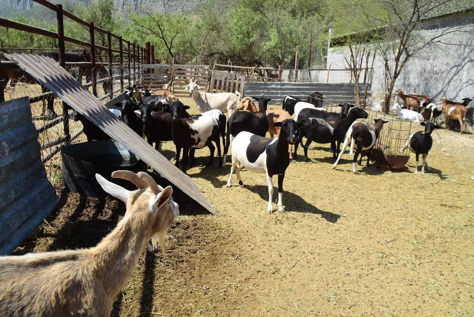 Mata perro a ganado en ejido Pozuelos en Frontera