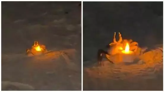 Un hombre decidió ambientar una cita con las luces, pero resultó que dos cangrejos se interesaron por los arreglos.