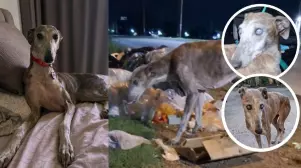 La historia de Cielo hizo llorar a muchos usuarios de redes sociales por su desgarradora historia de vida que cambió por completo al ser rescatada de