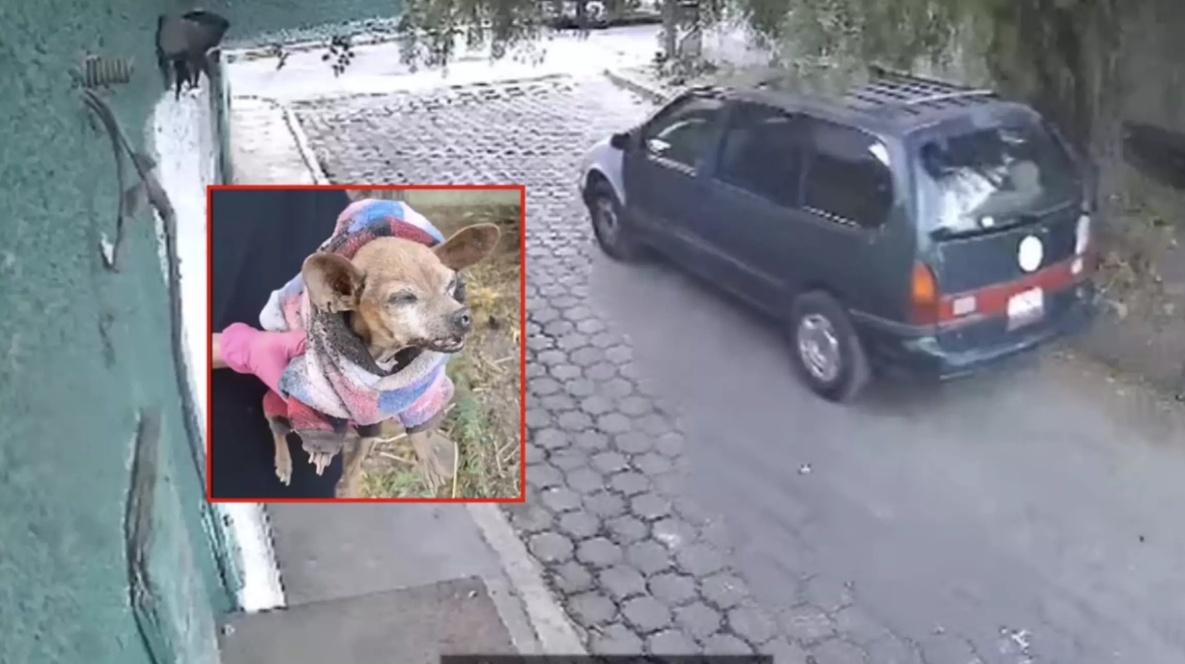 La perrita de raza Chihuahua fue dejada a su suerte en calles de Coacalco. Un video grabó a una camioneta de la que supuestamente la bajaron y luego 