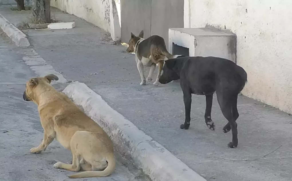 Proponen teléfono exclusivo para denunciar maltrato animal en Coahuila