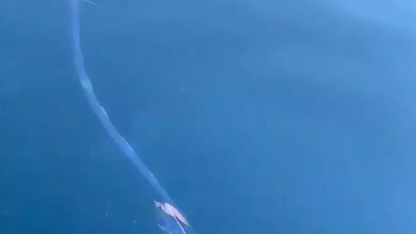 Los dos pez remo aparecieron nadando cerca de las costas de Fukui en Japón