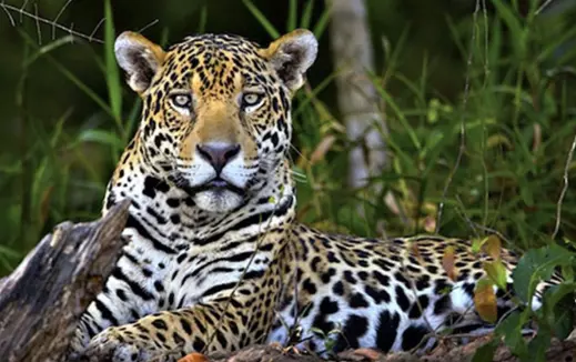 La Semarnat busca la conservación de los ecosistemas donde habita el jaguar y la promoción de una coexistencia entre humano-felino