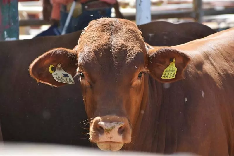Comentó que, junto con el alcalde Carlos Villarreal Pérez, definirán la fecha y el lugar en que se realizará esta feria, aunque reiteró que está