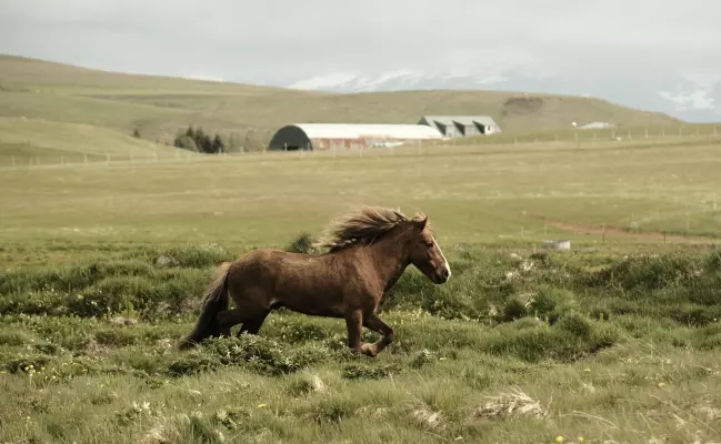 El Caballo de Fuego, también denominado caballo dragón, simboliza la energía vital y la libertad.
