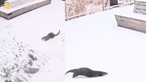 Aunque muchas personas en Norte América ya no soportan un día más de frío y nieve, para esta pequeña nutria, el clima es su mejor aliado